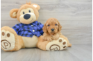 Mini Goldendoodle Puppy for Adoption