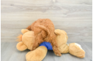 Mini Goldendoodle Pup Being Cute