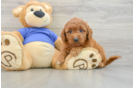 Mini Goldendoodle Puppy for Adoption