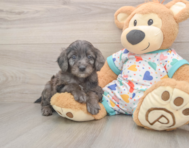 7 week old Mini Goldendoodle Puppy For Sale - Florida Fur Babies