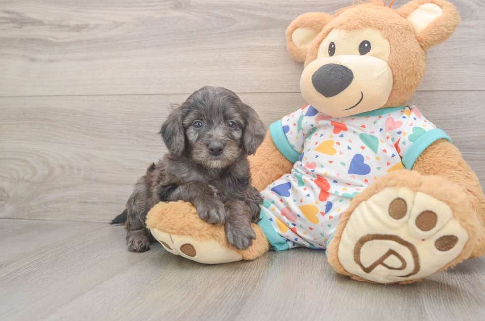 5 week old Mini Goldendoodle Puppy For Sale - Florida Fur Babies