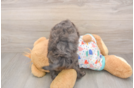Mini Goldendoodle Pup Being Cute