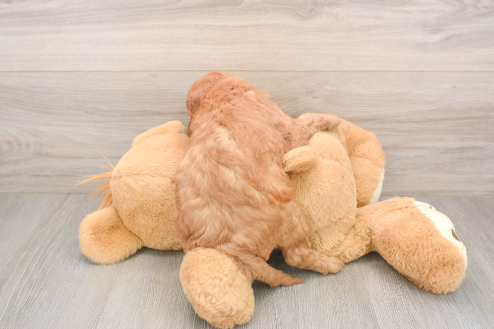 Playful Mini Groodle Poodle Mix Puppy