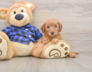 6 week old Mini Goldendoodle Puppy For Sale - Florida Fur Babies