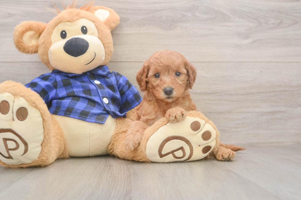 5 week old Mini Goldendoodle Puppy For Sale - Florida Fur Babies