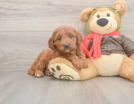 6 week old Mini Goldendoodle Puppy For Sale - Florida Fur Babies