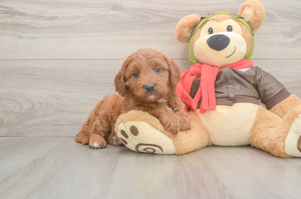 5 week old Mini Goldendoodle Puppy For Sale - Florida Fur Babies