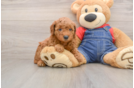 Mini Goldendoodle Puppy for Adoption