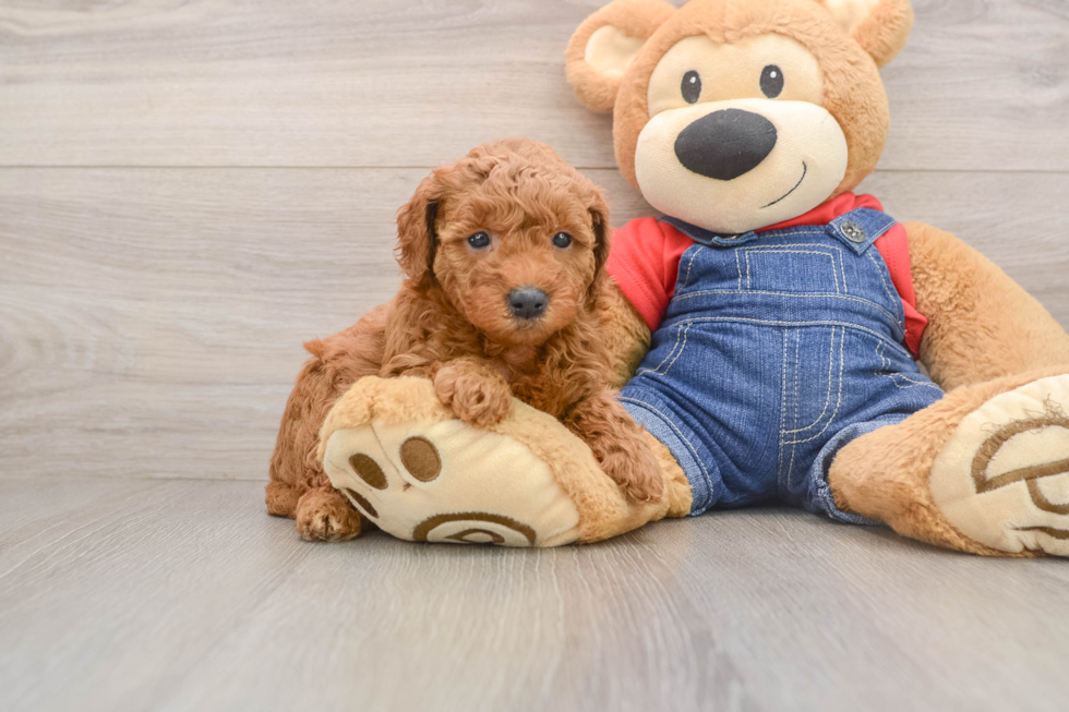 Mini Goldendoodle Puppy for Adoption