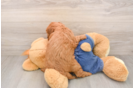 Energetic Golden Doodle Poodle Mix Puppy