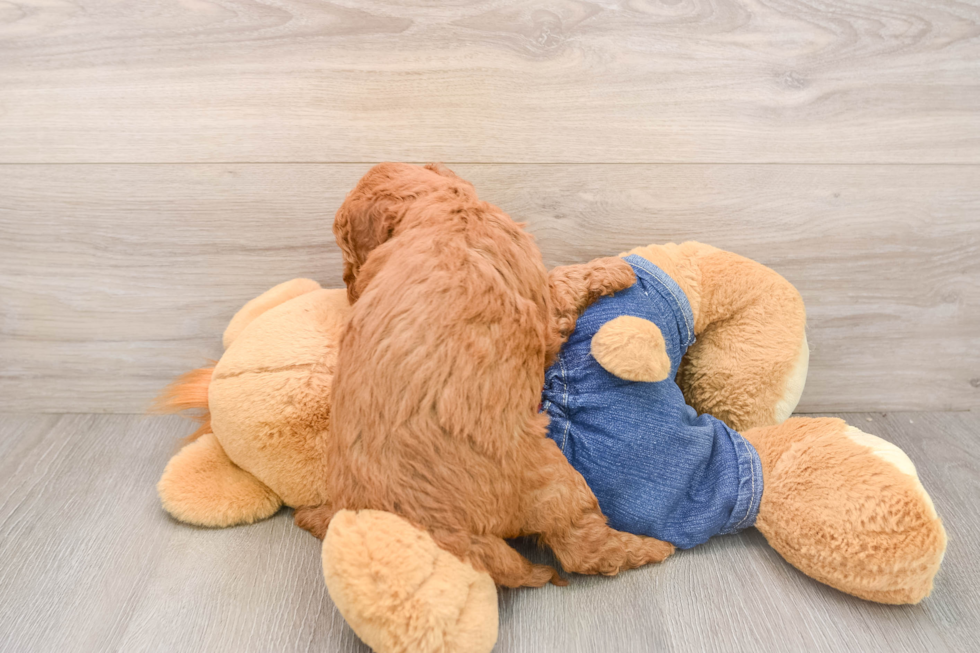 Energetic Golden Doodle Poodle Mix Puppy