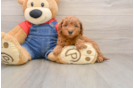 Mini Goldendoodle Puppy for Adoption