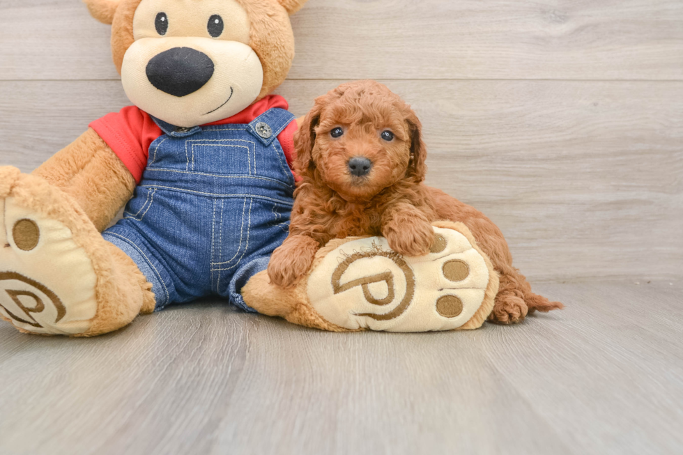 Mini Goldendoodle Puppy for Adoption