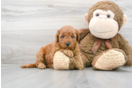 Meet Crush - our Mini Goldendoodle Puppy Photo 2/3 - Florida Fur Babies