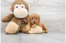 Meet Crush - our Mini Goldendoodle Puppy Photo 1/3 - Florida Fur Babies