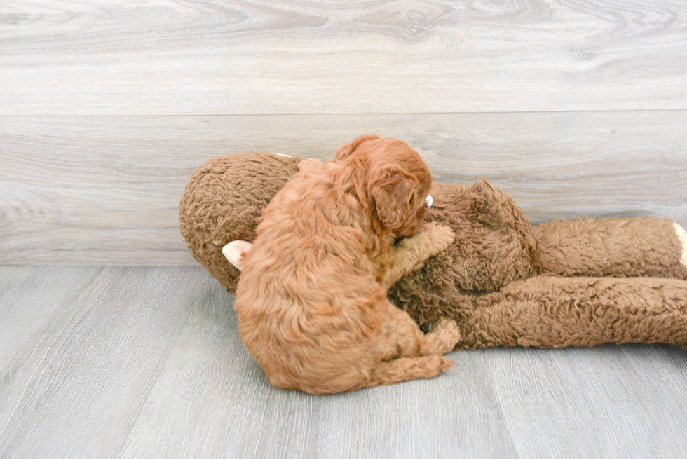 Meet Crush - our Mini Goldendoodle Puppy Photo 3/3 - Florida Fur Babies
