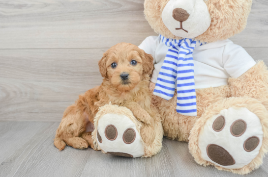 Mini Goldendoodle Pup Being Cute