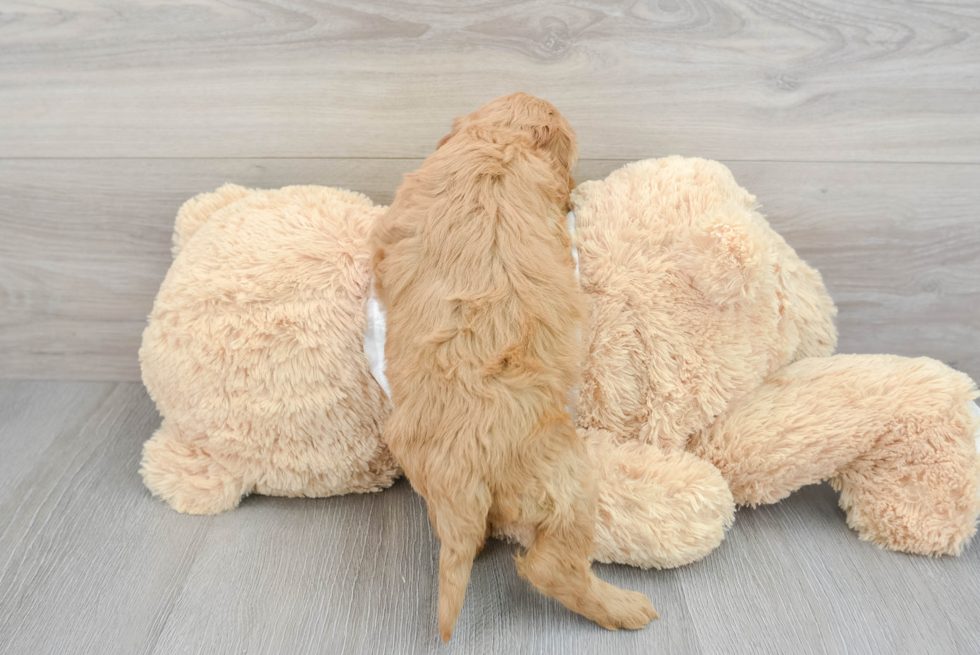 Little Golden Retriever Poodle Mix Puppy