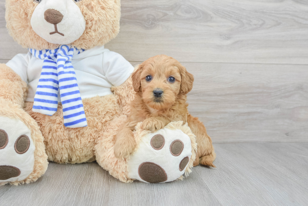 Energetic Golden Retriever Poodle Mix Puppy