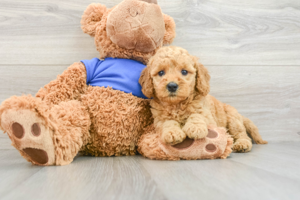 Little Mini Goldenpoo Poodle Mix Puppy