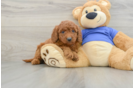 Funny Mini Goldendoodle Poodle Mix Pup