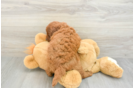 Smart Mini Goldendoodle Poodle Mix Pup