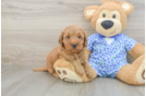 Little Mini Goldenpoo Poodle Mix Puppy