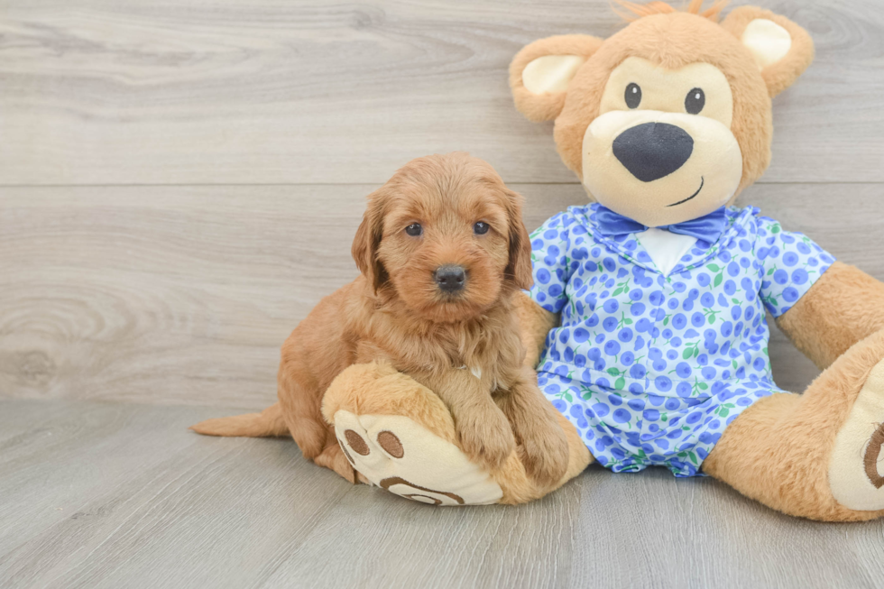 Little Mini Goldenpoo Poodle Mix Puppy