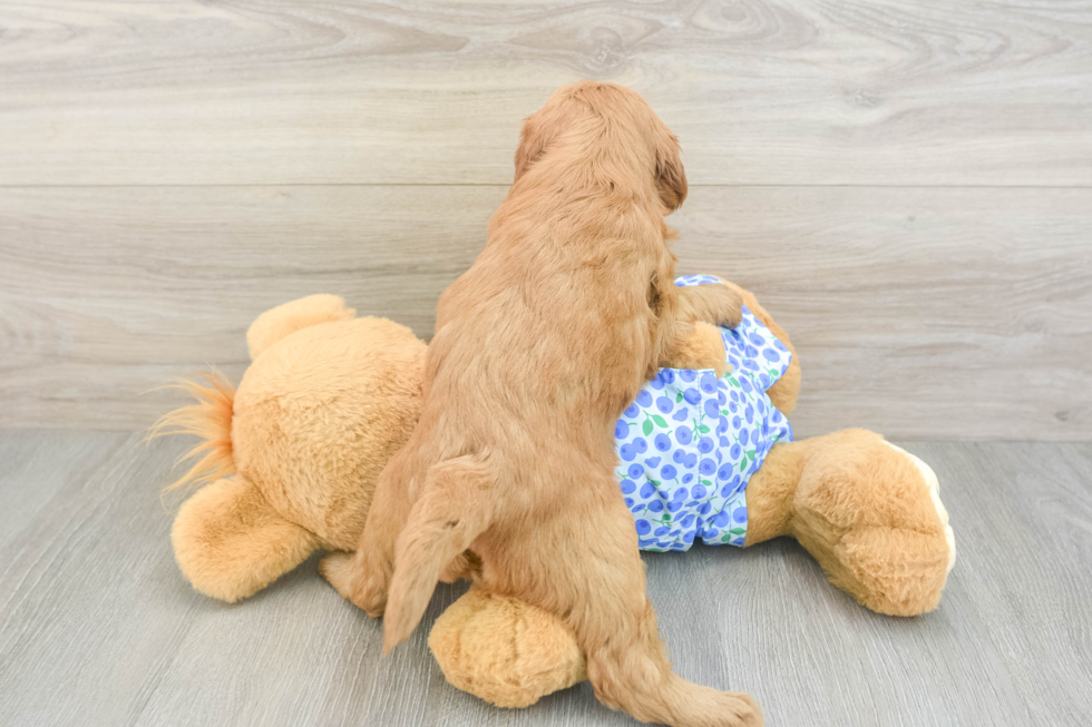 Sweet Mini Goldendoodle Baby