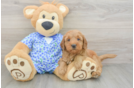 Happy Mini Goldendoodle Baby
