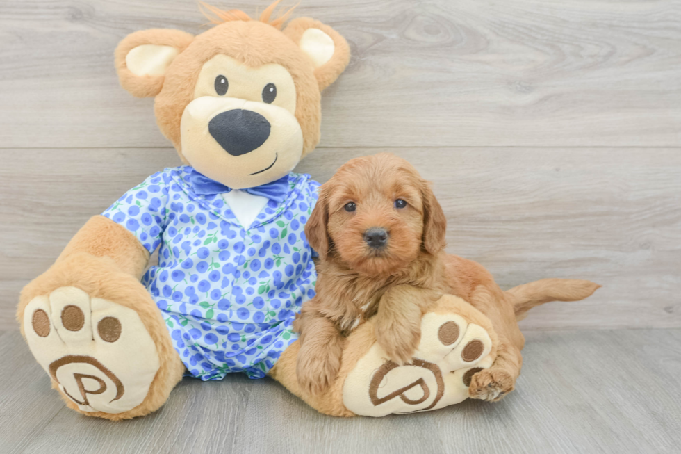 Happy Mini Goldendoodle Baby