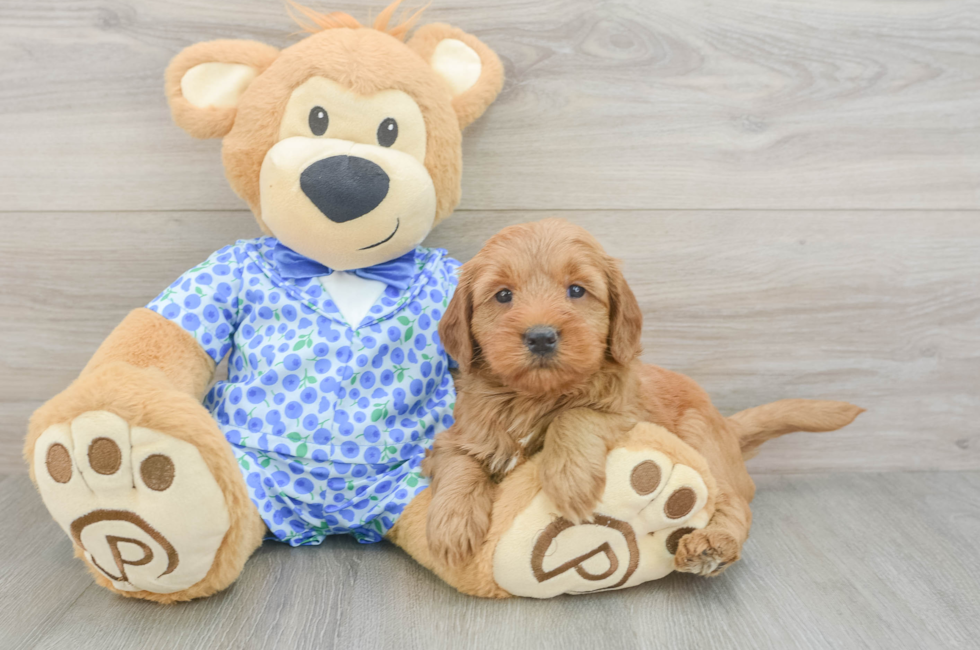 5 week old Mini Goldendoodle Puppy For Sale - Florida Fur Babies