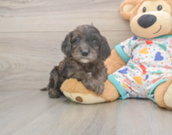 7 week old Mini Goldendoodle Puppy For Sale - Florida Fur Babies
