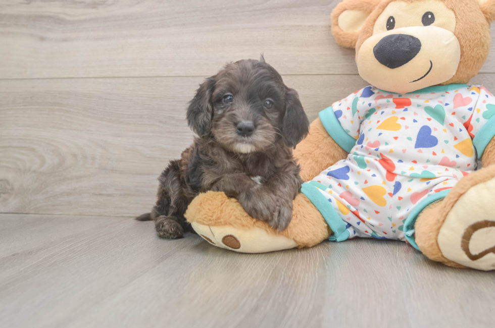 5 week old Mini Goldendoodle Puppy For Sale - Florida Fur Babies