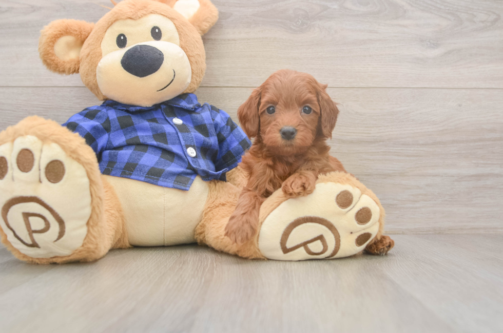 5 week old Mini Goldendoodle Puppy For Sale - Florida Fur Babies