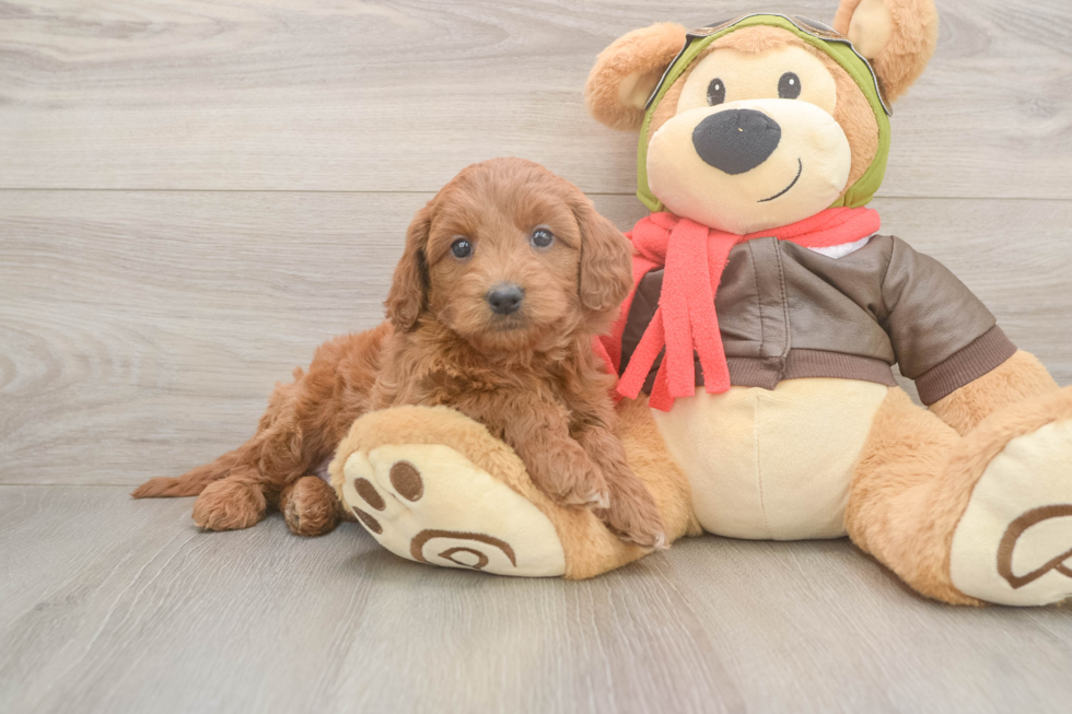 Cute Mini Goldendoodle Baby