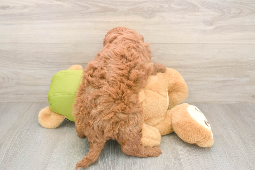 Cute Mini Goldendoodle Baby