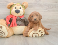 5 week old Mini Goldendoodle Puppy For Sale - Florida Fur Babies