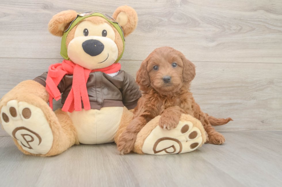 5 week old Mini Goldendoodle Puppy For Sale - Florida Fur Babies