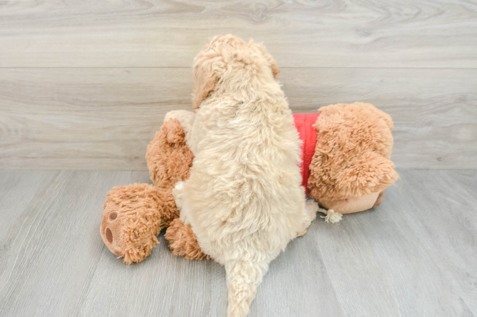 Mini Goldendoodle Pup Being Cute