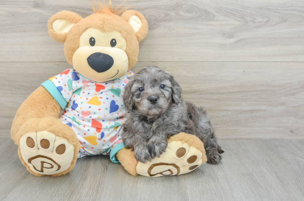 8 week old Mini Goldendoodle Puppy For Sale - Florida Fur Babies