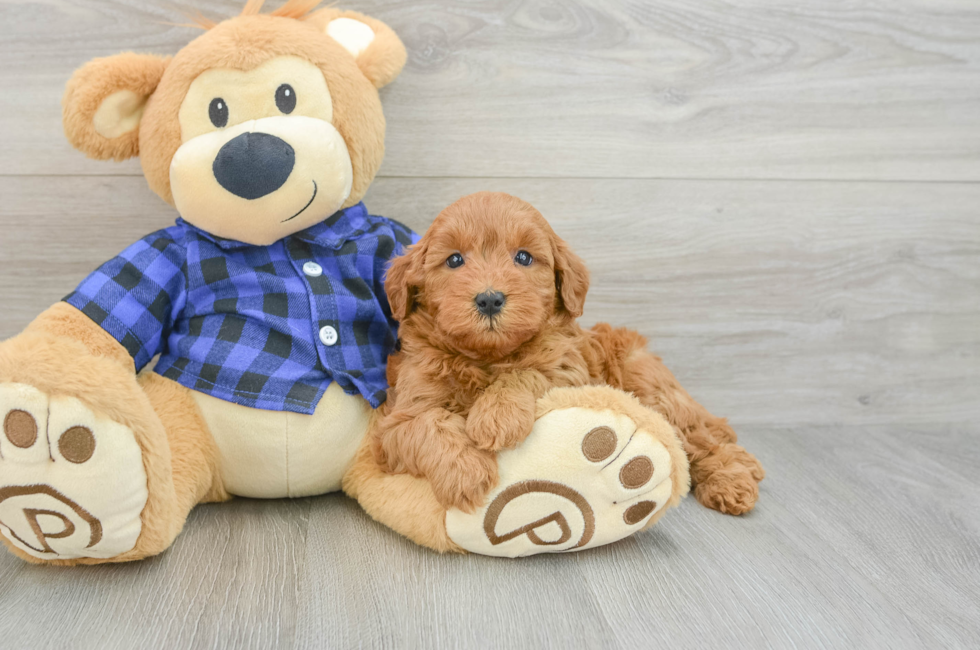 5 week old Mini Goldendoodle Puppy For Sale - Florida Fur Babies