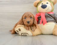 8 week old Mini Goldendoodle Puppy For Sale - Florida Fur Babies