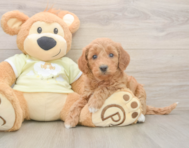 7 week old Mini Goldendoodle Puppy For Sale - Florida Fur Babies
