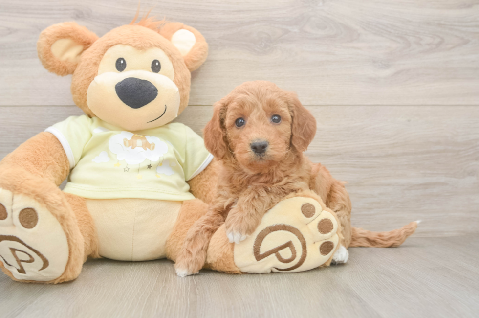 6 week old Mini Goldendoodle Puppy For Sale - Florida Fur Babies