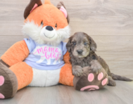 8 week old Mini Goldendoodle Puppy For Sale - Florida Fur Babies