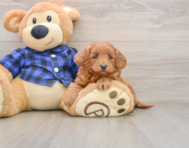 7 week old Mini Goldendoodle Puppy For Sale - Florida Fur Babies