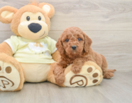 6 week old Mini Goldendoodle Puppy For Sale - Florida Fur Babies