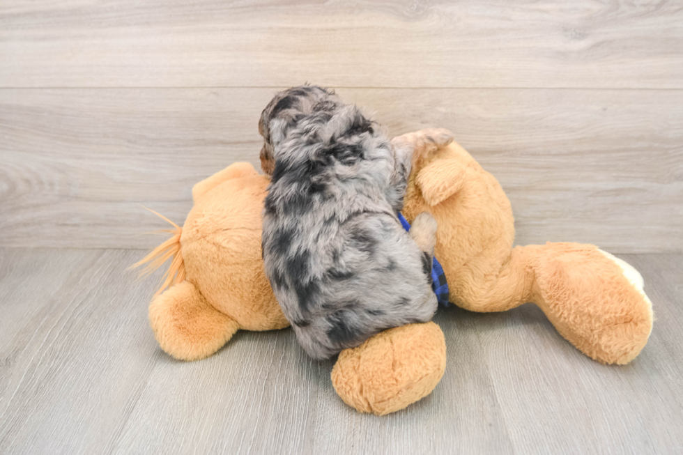 Smart Mini Goldendoodle Poodle Mix Pup