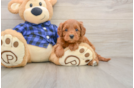 Mini Goldendoodle Puppy for Adoption